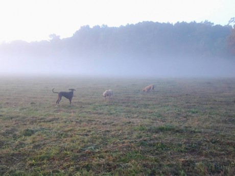 ranní mlhy s holkama podzim 2014